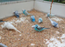 2026 Helicopter budgies