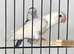 Proven pair lutino love birds