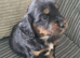 Cocker spaniel pups