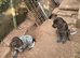 Wirehaired short haired pointer cross