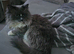 Beautiful ragdoll boy for sale