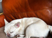 White frenchie girl