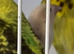 Silver bills finch