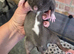 4 baby fancy rats for sale lovely markings
