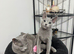 Loving, cuddly pedigree Russian Blue