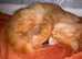 3 beautiful fluffy bsh x kittens looking for forever homes