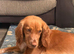 Cocker spaniel