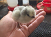 Lavender Araucana day old chicks unsexed