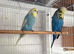 Breeding pair exhibition budgies