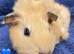 Baby Guinea pig
