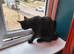 Beautiful,glossy Bombay cat