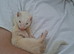 Two albino ferrets