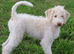 Stunning Litter of Parti F1b Labradoodles &ndash; Ready for their forever homes: Health Screened Parents