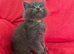 Mainecoon/Ragdoll Grey Male Kitten