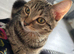 3 male tabby kittens for sale