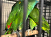 Hand Reared Blue Fronted Amazons