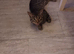 Tabby cat and Persian cat