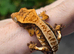 Various crested geckos