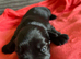 Miniture schnauzer pups 4 gailrs 2 boys