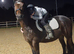 15.3hh rising 4yo gelding