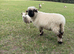 Valais Blacknose Ewes looking for new home