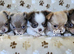 Stunning Russian/Thai long coat puppies