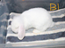 Stunning Mini Lop's - Bucks