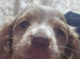 Adorable 8 puppies
