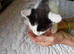 Two female kittens 10 weeks old looking for their forever home