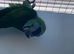 Derbyan parakeet