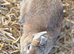 Show quality netherland Dwarf doe
