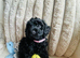 Toy Poodle Puppies