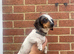 Jack Russell