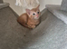 Ginger boys ready for new homes