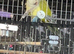 Pair of bonded Quaker parrots