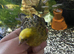 Lizard canary