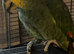 Amazon orange winged parrot