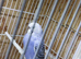 Lovely baby budgie for sale
