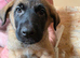 Malinois x GSD Puppies *READY TO GO*