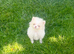Tiny white cream boy blue eyes