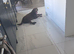 Male Labrador