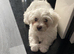 Bichon mixed with Maltese