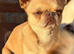 Outstanding Thai chihuahua Merle and Fawn females