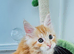 Beautiful Maine Coon Kittens