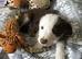 I now only have 4 red and white puppies left available from a stunning mixed litter of border collies.