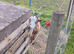 Two pigmy goats for sale