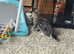 Female kitten