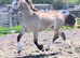 Beautiful quality welsh D dun mare