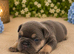 Three Beautiful French Bulldog Puppies Looking for Their Forever Homes