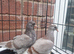 All pigeon lover young pair of turkish takla available